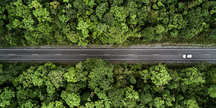 Landsväg med skog på båda sidor